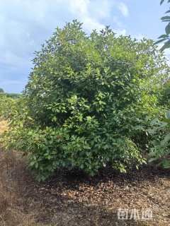 11公分红叶石楠