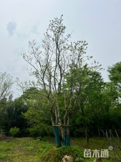 60公分丛生乌桕