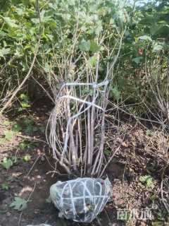 高度350厘米天目琼花