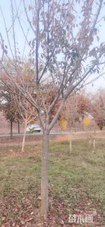 9公分染井吉野樱