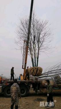 高度700厘米丛生美国红枫