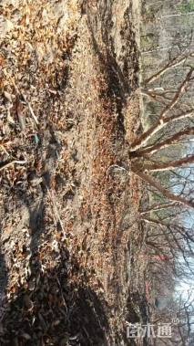 高度450厘米石榴