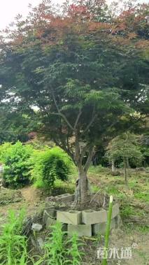 11公分中国红枫