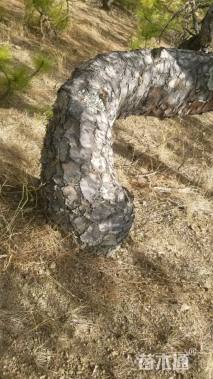 高度100厘米马尾松