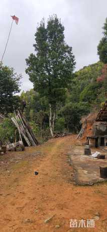 35公分长尾半枫荷