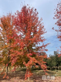 16公分美国红枫