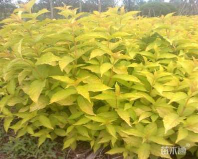 高度30厘米锦带花