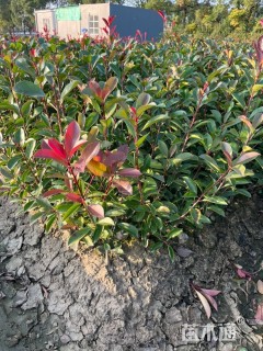 0.7公分红叶石楠