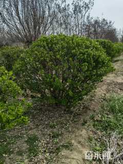 冠幅80厘米卫矛球