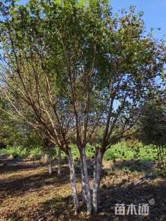 高度600厘米丛生元宝枫