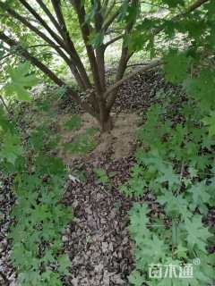 高度400厘米丛生元宝枫