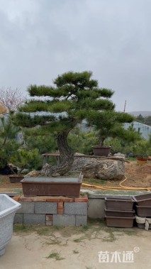 15公分造型黑松