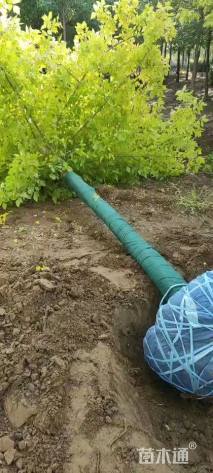 17公分金叶复叶槭