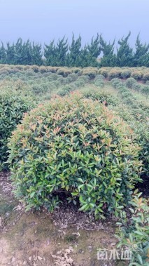 冠幅150厘米红叶石楠球