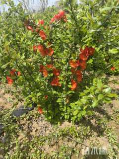 高度60厘米贴梗海棠