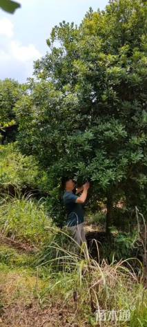 12公分高杆杨梅