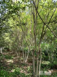 高度700厘米丛生金枝槐