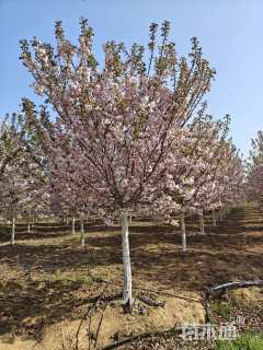 12公分八重红大岛