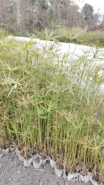 高度100厘米旱伞草