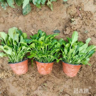 高度35厘米冰岛虞美人