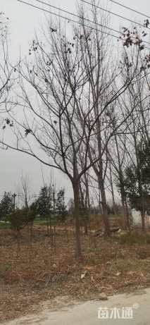 15公分黄山栾树