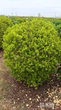 冠幅120厘米金叶女贞球