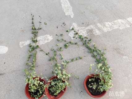 高度40厘米花叶蔓长春