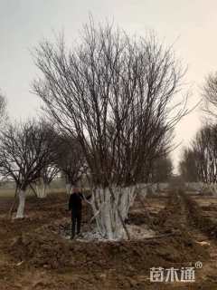 高度900厘米丛生五角枫