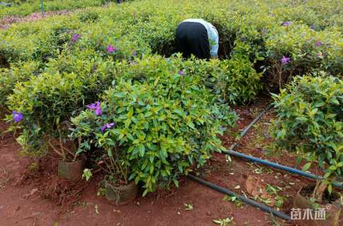 高度7080厘米巴西野牡丹