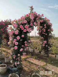 高度250厘米造型月季