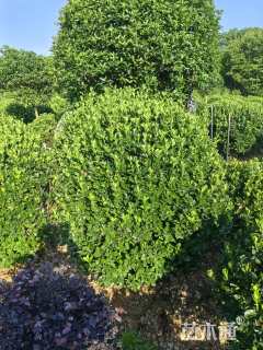 冠幅1500厘米大叶黄杨球