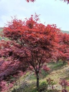 15公分中国红枫