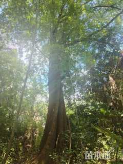 冠幅1000厘米龟甲冬青球