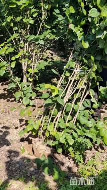 高度350厘米紫荆