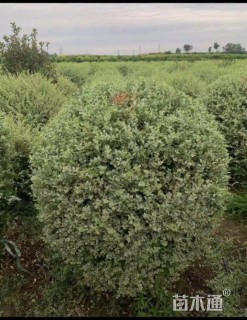 冠幅120厘米银姬小蜡球