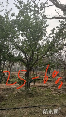 15公分(4杆)丛生朴树