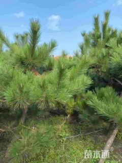 高度150厘米造型黑松