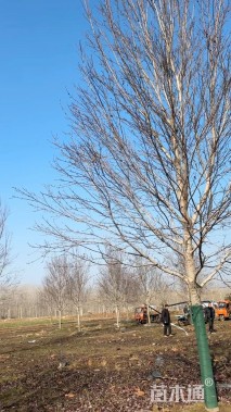 15公分美国红枫-红冠