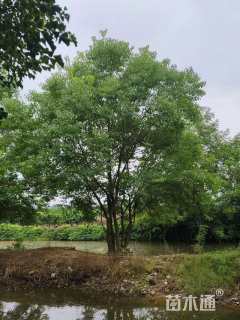 30公分丛生乌桕