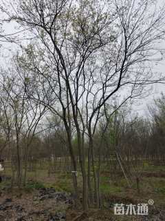 15公分(3杆)丛生朴树