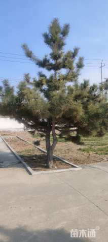 高度300厘米油松