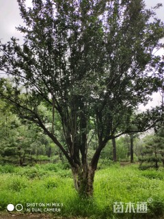 28公分西府海棠