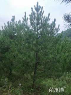 高度350厘米油松