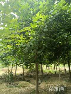 18公分杂交马褂木