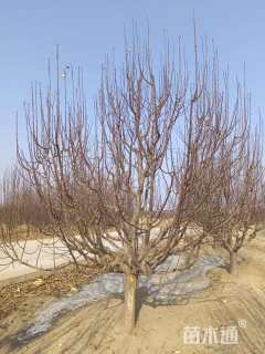 15公分八棱海棠