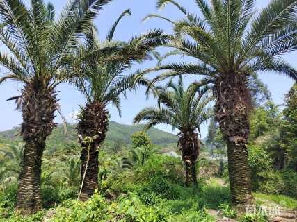 裸干高308厘米加拿利海枣