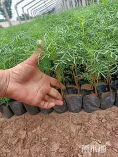 高度10厘米波斯菊