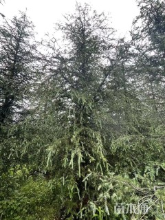 高度800厘米雪松