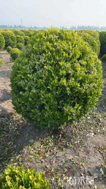 冠幅120厘米金森女贞球