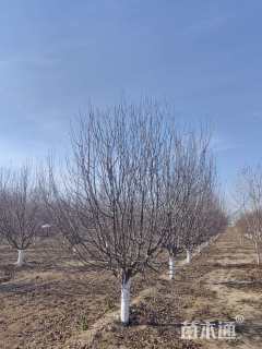 12公分绚丽海棠